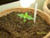 Grow 3 b 001.jpg