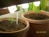 Grow 3 b 003.jpg