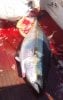 180lb Yellowfin 2.jpg