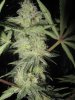 day 46 flower 005.jpg