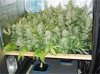 cannaweedwoodscroghydronft250watt.jpg