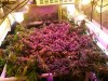 scrog LED.jpg