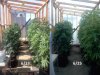 Outdoor Grow Progress19.jpg