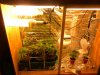 home depot T5's 14ea.and two 200 watt cfl'sWith Co2 Boost Buckets vege clone.jpg