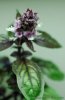 20120627_PurpleBasil.jpg