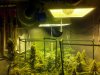 TGA grow 006.jpg