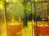 TGA grow 007.jpg