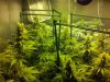 TGA grow 010.jpg