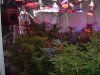 Summer Grow 031.jpg