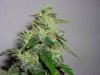 Trichs 005.jpg