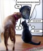 funny-pictures-cat-is-going-to-trick-the-dog.jpg