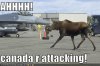 funny-pictures-moose-jet-planes.jpg