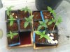 seedlings_7-7.jpg