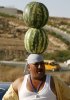 melons-300.jpg