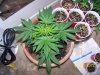 Grow 3 f 003.jpg