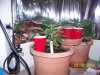 Grow 3 f 006.jpg