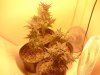 Week 6 Flowering 156.jpg