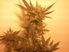 Week 6 Flowering 161.jpg