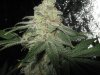 week 9 day 63 flower 018.jpg