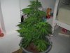 38th day soil coir grow 600hps 007.jpg