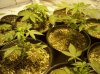 first grow 092.jpg