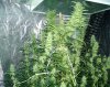 grow7_week7_2.jpg