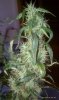 thegrow0236.jpg