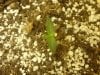 1 Week and 4 days after Germination.jpg