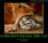 curiosity-killed-the-cat-best-demotivational-posters.jpg