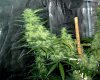 grow7_week7_3.jpg