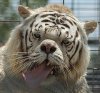 retarded white tiger.jpg