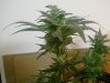 Week 7 flowering Grapefruit 022.jpg