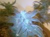 Week 7 flowering Grapefruit 026.jpg