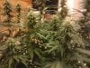 dvs1038-298829-albums-new-grow-picture2251744-2012-07-11-21-35.jpg