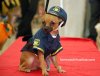 chihuahua-policedog.jpg