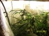 Next Grow P 002.jpg