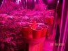 Party Grow 4 006.jpg