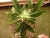 23 days flower001.jpg