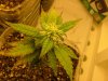 23 days flower008.jpg