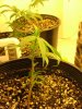 23 days flower014.jpg