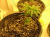 23 days flower015.jpg