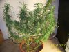 Next Grow O 016.jpg