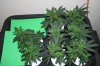 Veg Room GDP GSC 007.jpg