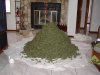 1208587254-pile-of-weed.jpg