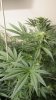 Rainbow Chunky and Super Kush 018.jpg