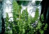 grow7_week8_1.jpg