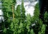 grow7_week8_2.jpg