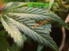 p_thrips_damage_on_cannabis_plants_1.jpg