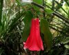 Lapageria_rosea_-_Copihue.jpg