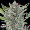 Dinafem-White-Widow-autoflowering.jpg